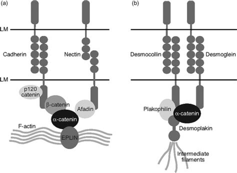 Intercellular Junctions Abdominal Key