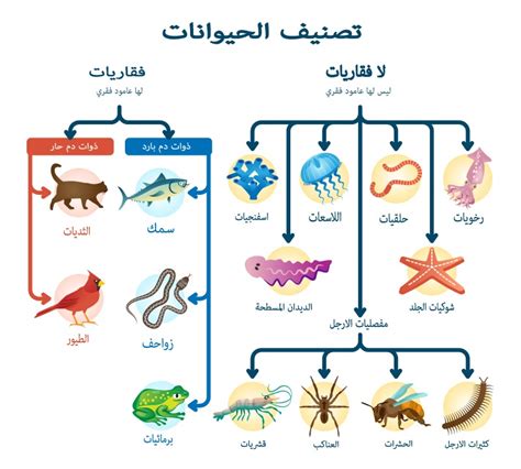 تصنيف مملكة الحيوانات