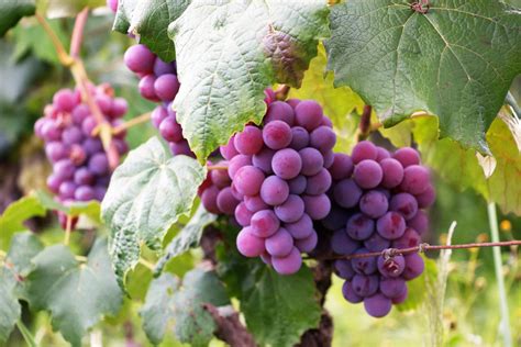 28 Interesting And Fascinating Facts About Grapes Tons Of Facts