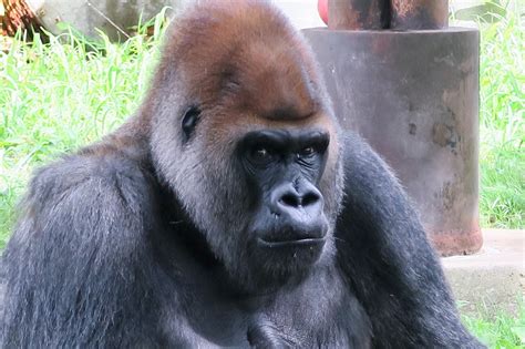 上野動物園の最新情報や、動物に関するニュースがいっぱいの公式サイト。 上野動物園は6月4日から再開園します / ueno zoo will reopen on june 4. Gorilla 日記 2: ゴリラさんの顔写真リスト