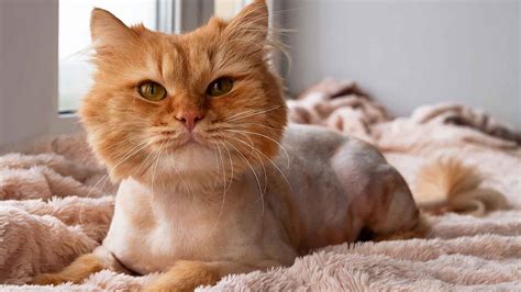 Lion Haircut For Cats Cat Meme Stock Pictures And Photos