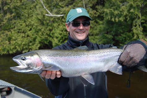 Manistee River Fishing Reports Tippy Dam Salmon Fishing Reports