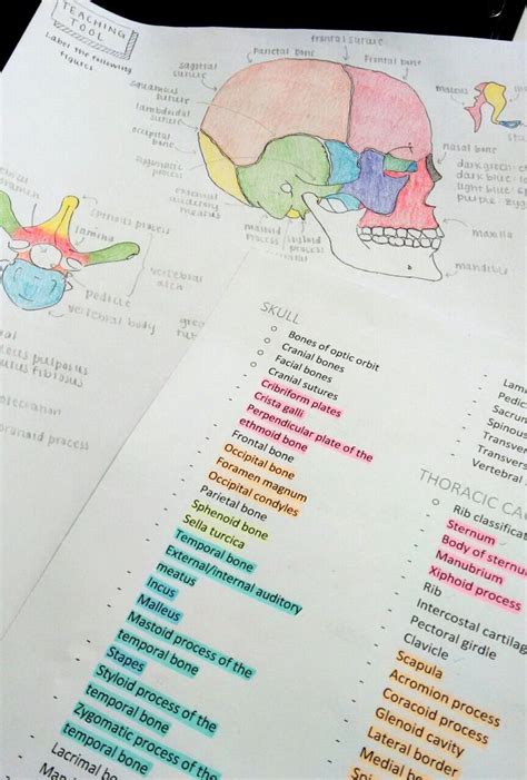 Anatomy Notes Inspiration How To Study Anatomy Nursing School Notes