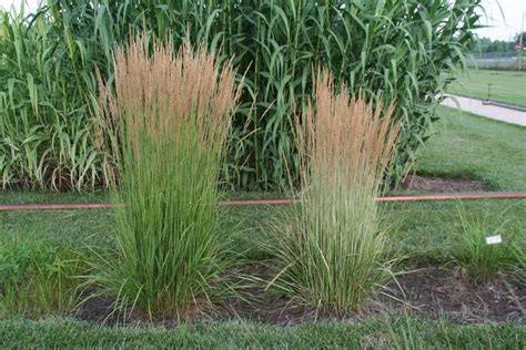 Calamagrostis X Acutiflora Karl Foerster Left And Avalanche Right