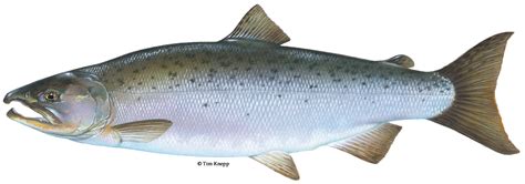 King Salmon Clipart 10 Free Cliparts Download Images On Clipground 2024