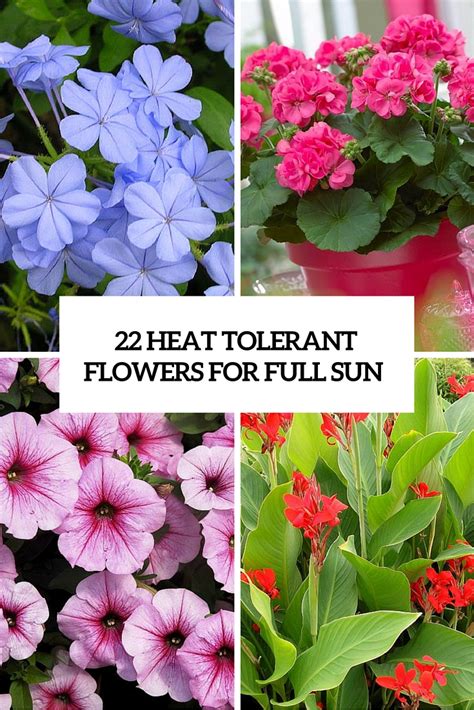 Shade tolerant plants do well in the following conditions: 22 Flowers For Full Sun And Heat Tolerant Flowers ...