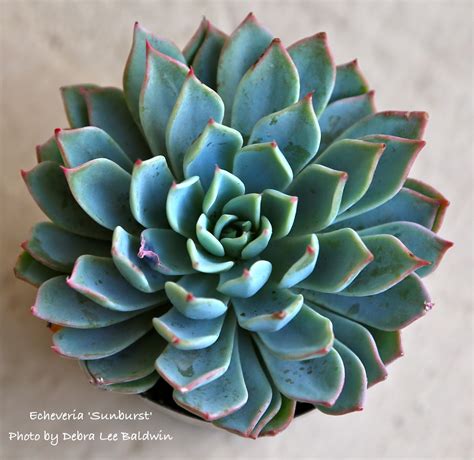 Echeveria Details Photos And Varieties Debra Lee Baldwin