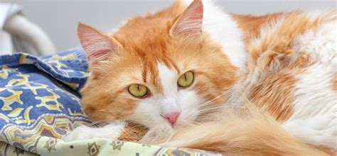 Any other times are subject to availability. Mobile Vet Melbourne | Expert Veterinary House Calls for Pets