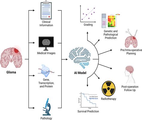 Frontiers Applications Of Artificial Intelligence Based On Medical Imaging In Glioma Current