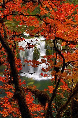 Red Maple In Fall And Lower Lewis River Falls In The Ford Pinchot