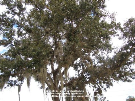 Sand Live Oak Quercus Geminata