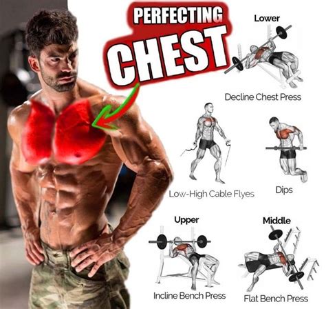Pectoral Training Program For Chest Mass Benefits Tips Gym Guide Pectoral Muscles Workout