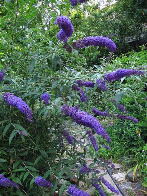 Butterfly Bush Care How To Care For A Butterfly Bush