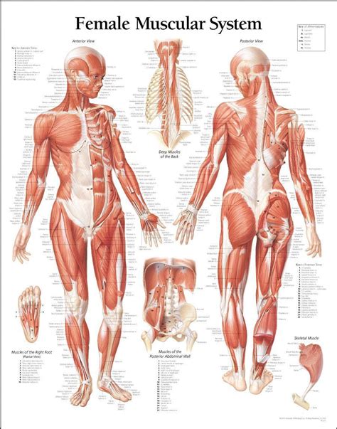 Dividir Mendicidad Extracto Anatomia Humana Musculos Mujer A Nueve
