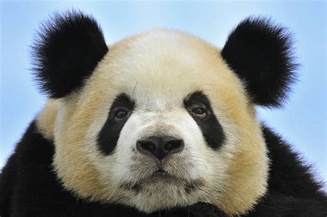 Prep Scholar Gate Are Panda Bears Mean