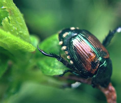 Controlling Adult Japanese Beetles In The Garden
