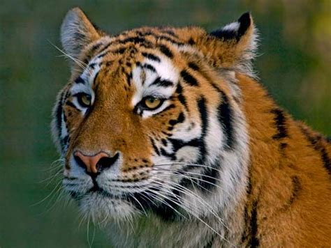 Siberian Tiger Size Habitat Population Facts Britannica