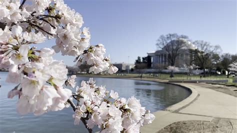 Dcs Cherry Blossoms Reach Peak Bloom Heres How Long You Can Expect