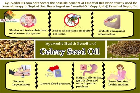 Health Benefits Of Celery Seed Oil Essential Oil