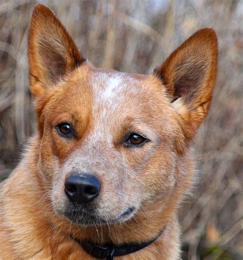 Red Heelers Red Heeler Australian Cattle Dog Dogs Especially Red