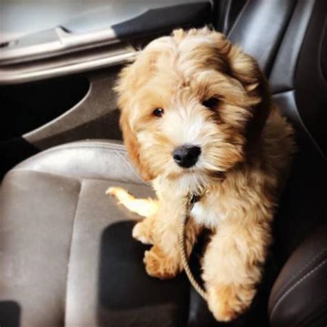 Contact nebraska cockapoo breeders near you using our free cockapoo breeder search tool below! Adorable 4.5 month old make Cavapoo puppy for sale in ...