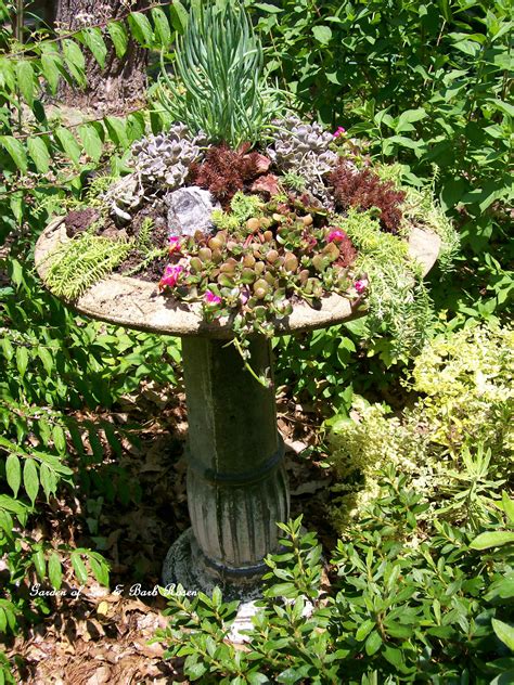 Create Your Own Succulent Garden Birdbath Our Fairfield