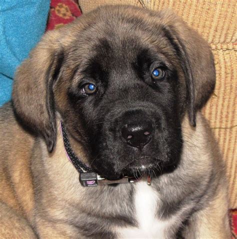 Will be large powerfull dogs and very. Orion Farms American Mastiff | American Mastiff Breeder ...