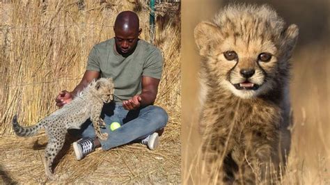 Cute Baby Cheetahs Cheetah Purring And Noises Youtube