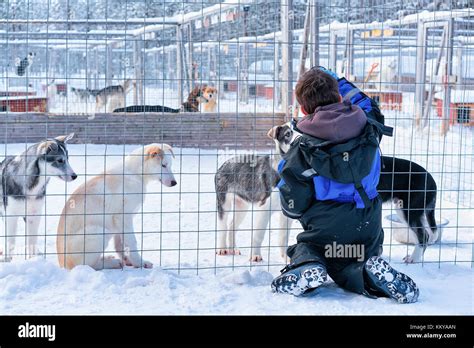 Child Playing With Husky Puppies In Enclosure In Rovaniemi Lapland