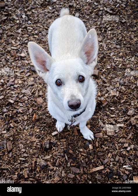 A White Cute Dog With Big Ears Looks Up Pleadingly At His Owner Stock