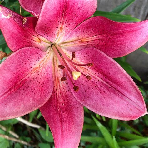 Pink Lily Flower Beautiful Summer Blooms