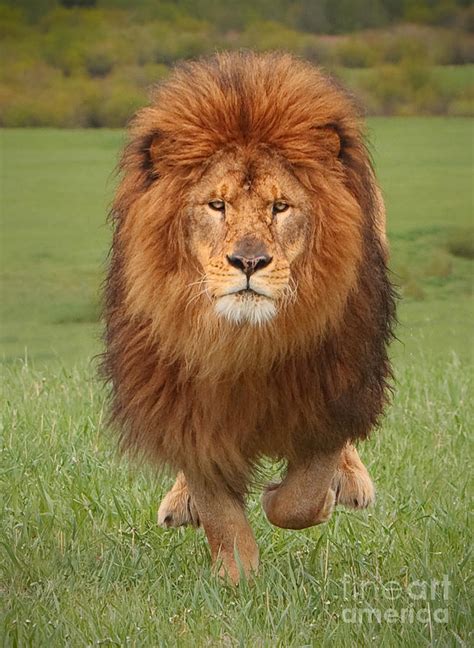 Lion Running Forward Photograph By Jerry Fornarotto Pixels