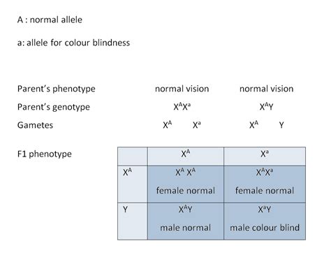 What Is The F Generation In A Dihybrid Cross Hot Sex Picture