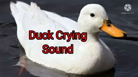 Duck Crying Sound Youtube