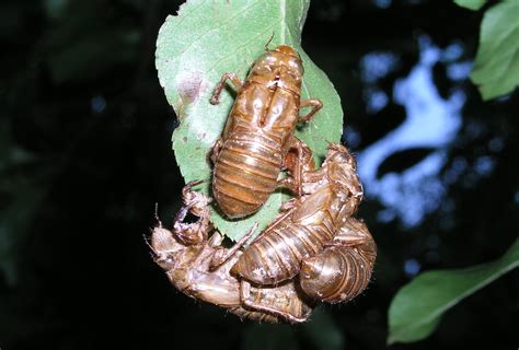 Bugcast Warming Temperatures With Moderate To Heavy Cicadas The