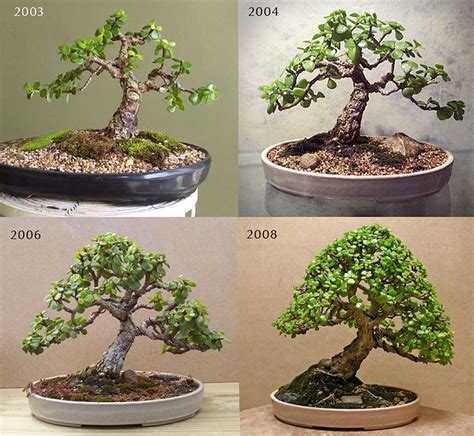 This spiny variety of plant is tiny and round, and tends to grow naturally near boulders or in. Bonsai progress - 5 years in training | Flickr - Photo ...