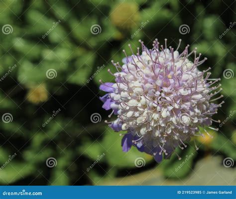 Dwarf Pincushion Flower In Bloom Stock Image Image Of Asia Native