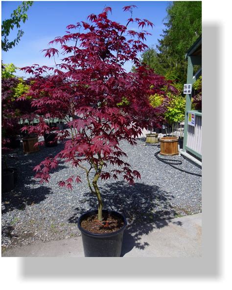 What Does A Dwarf Japanese Maple Look Like