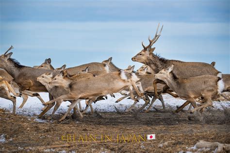 The Largest Herd Of Ezo Sika Deer Ever Photographed Blain Harasymiw