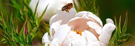 Kaum zu übersehen, leuchten die großen blüten der pfingstrosen aus der ferne. Pfingstrosen pflegen | Pfingstrose-Paeonia.de