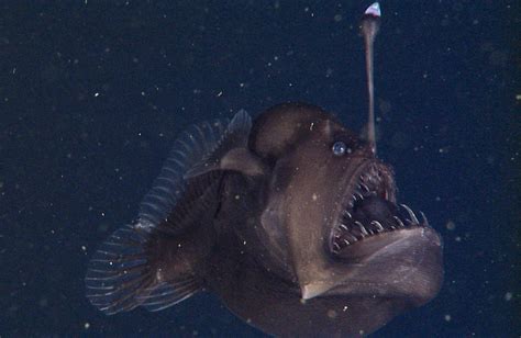 Deep Sea Anglerfish Mbari