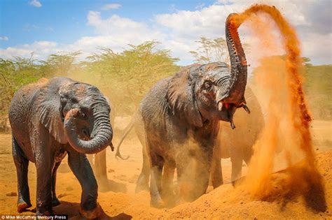 Playful Baby Elephants Cooling Off In The African Heat Theinfotimes