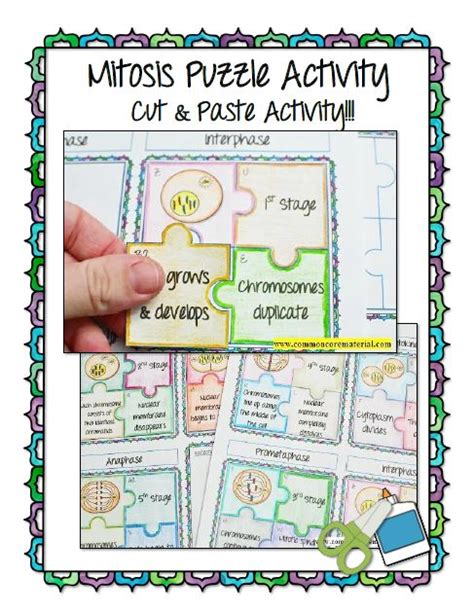 Mitosis Puzzle Activity Mitosis Activity Mitosis Activities