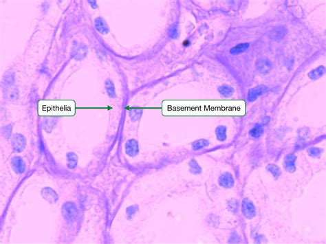 Histology Of Cells And Epithelia Lab