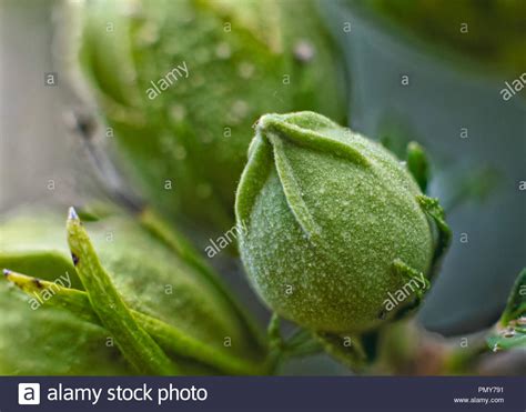 Rose Of Sharon Plant Hi Res Stock Photography And Images Alamy