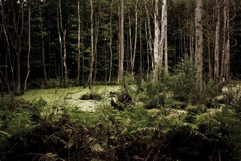Lost In The Woods By Jörn Sönksen Desktop Wallpaper
