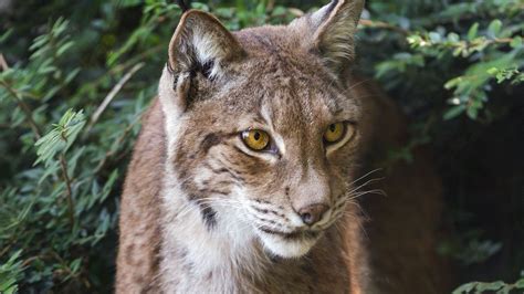 Wallpaper Lynx Wildlife Predator Big Cat Hd Picture Image