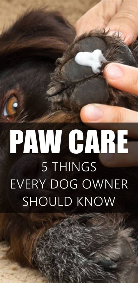 How To Care For Your Dogs Paws All Year Around Dog Paws Paw Care