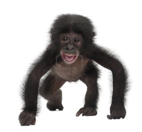 Bonobo Cute Monkey Baby Animals Cute Baby Animals