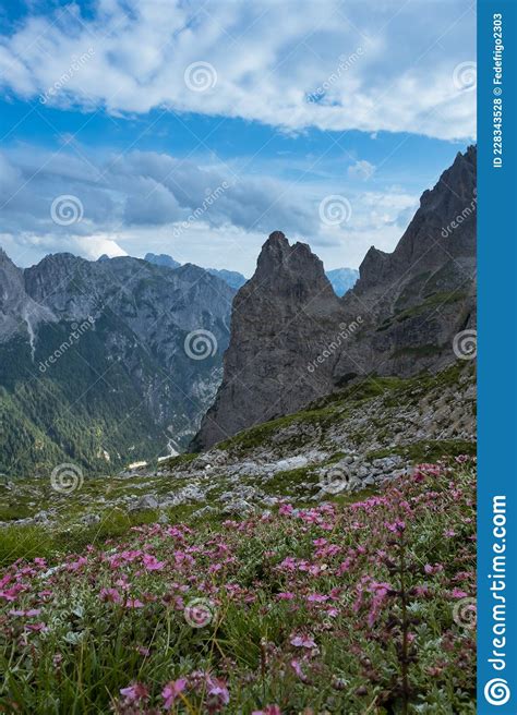 Mountain Pink Flowers Stock Photo Image Of Valley Rock 228343528